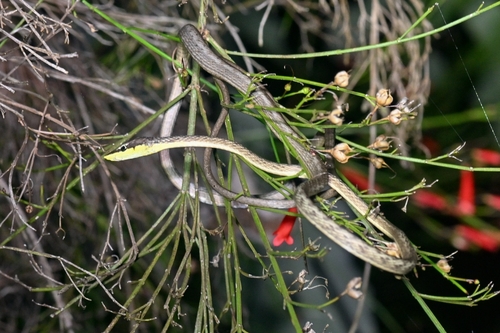 Rutherford's Vine Snake