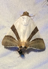 Eulepidotis rectimargo