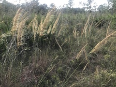 Sorghastrum secundum