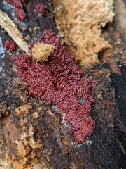 Arcyria stipata