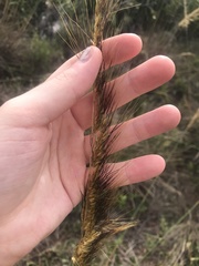 Sorghastrum secundum