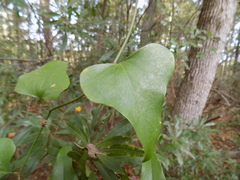 Smilax auriculata