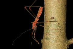Saicinae