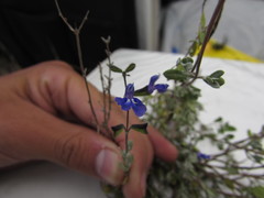 Salvia thymoides