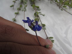Salvia thymoides