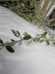 Salvia thymoides