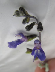 Salvia thymoides