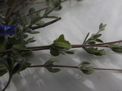 Salvia thymoides