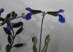 Salvia thymoides