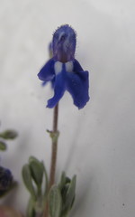 Salvia thymoides