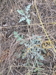 Hymenopappus artemisiifolius