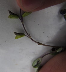Salvia thymoides