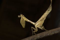 Miracanthops lombardoi