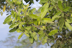 Zanthoxylum hassleriana