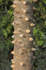 Zanthoxylum hassleriana