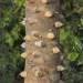 Zanthoxylum rigidum hasslerianum - Photo (c) Paul Donahue, algunos derechos reservados (CC BY-NC), subido por Paul Donahue