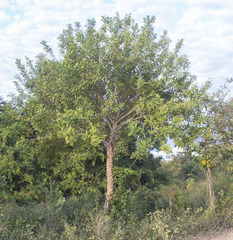 Zanthoxylum hassleriana