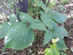 Syngonium neglectum