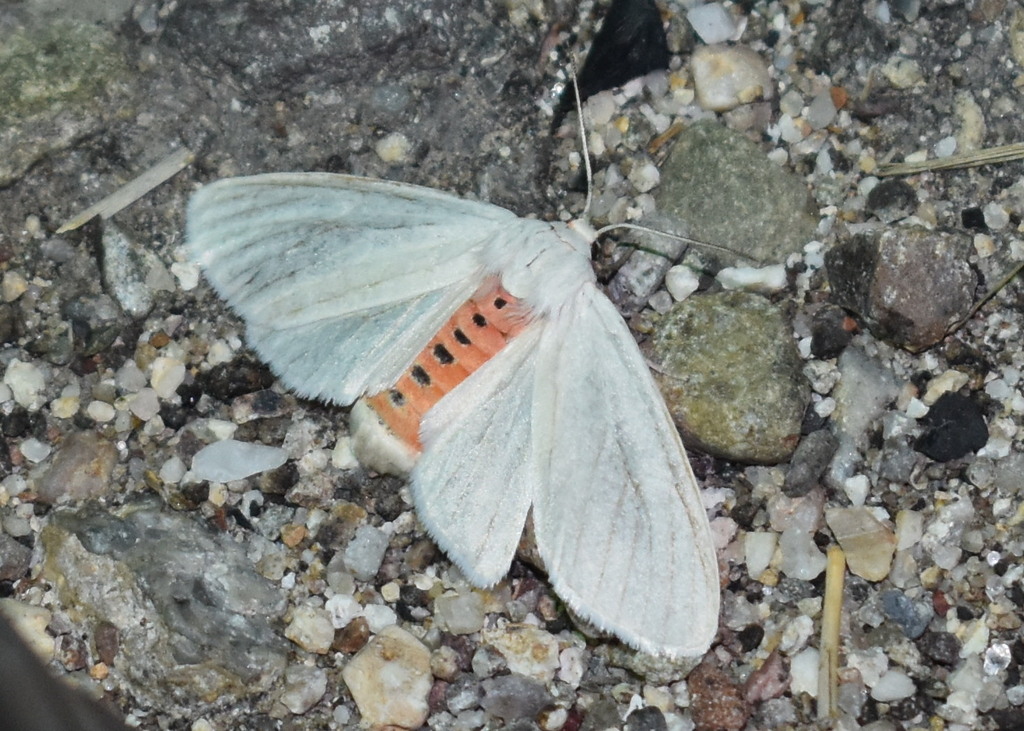 Euchaetes castalla