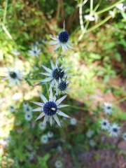 Eryngium heterophyllum