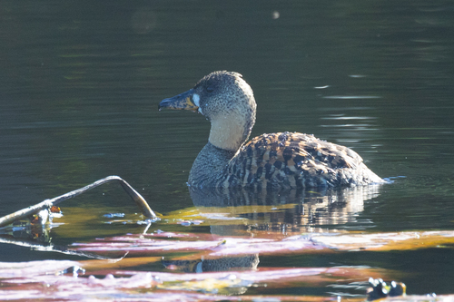 Weißrücken-Pfeifgans (Thalassornis leuconotus)