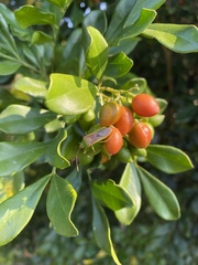 Amblypelta nitida