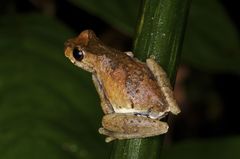 Dendropsophus parviceps