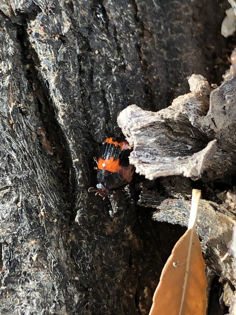 Diaperis rufipes