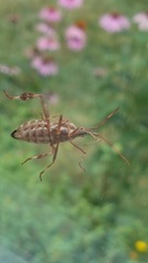 Leptoglossus occidentalis