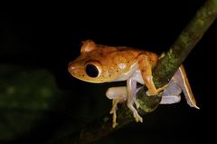 Boana calcarata