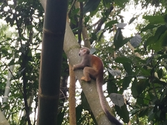 Saimiri cassiquiarensis