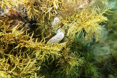 Botrylloides perspicuus