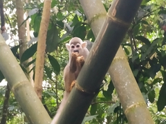 Saimiri cassiquiarensis