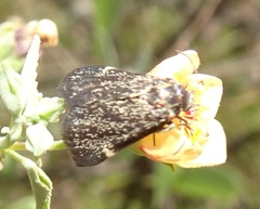 Heliothelopsis costipunctalis