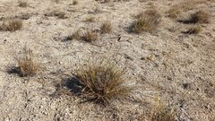 Aristida ternipes gentilis