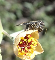 Heliothelopsis costipunctalis