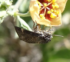 Heliothelopsis costipunctalis