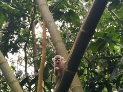 Saimiri cassiquiarensis