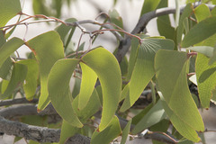 Colophospermum mopane image