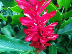 Alpinia purpurata