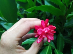 Alpinia purpurata
