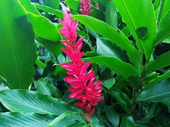 Alpinia purpurata