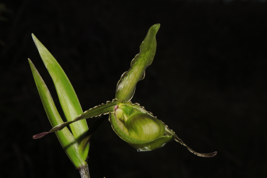 Phragmipedium boissierianum