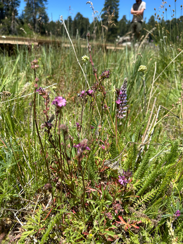 Big Bear checkerbloom (Sidalcea pedata)