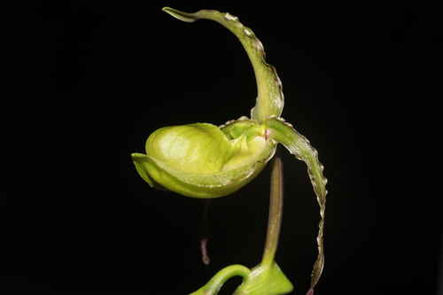 Phragmipedium boissierianum, photograph 4