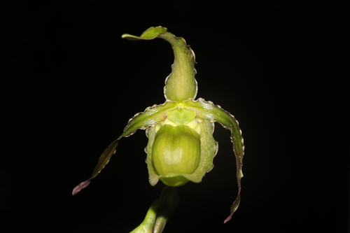 Phragmipedium boissierianum, photograph 3