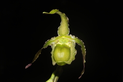 Phragmipedium boissierianum, photograph (c) Paúl Gonzáles, some rights reserved (CC BY)