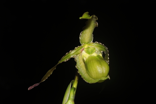 Phragmipedium boissierianum, photograph 5