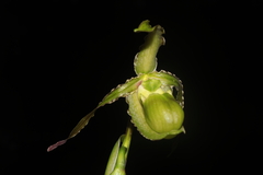 Phragmipedium boissierianum, photograph (c) Paúl Gonzáles, some rights reserved (CC BY)