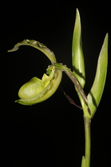 Phragmipedium boissierianum, photograph (c) Paúl Gonzáles, some rights reserved (CC BY)